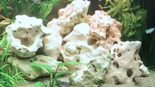 Dekoration im Aquarium Becken 2677