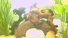 Dekoration im Aquarium Becken 2699