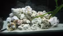 Dekoration im Aquarium Becken 2725