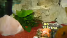 Dekoration im Aquarium Becken 2755
