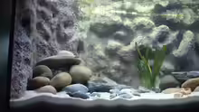 Dekoration im Aquarium Becken 286