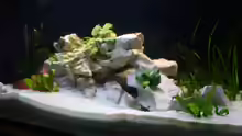 Dekoration im Aquarium Becken 2871