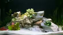 Dekoration im Aquarium Becken 2871