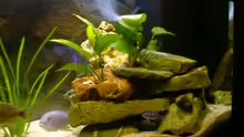 Dekoration im Aquarium Becken 290