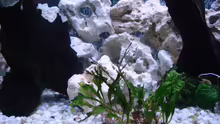 Dekoration im Aquarium Becken 3101