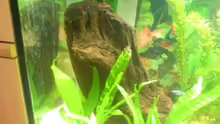 Dekoration im Aquarium Becken 3216