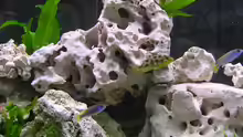 Dekoration im Aquarium Becken 359