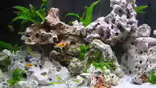 Dekoration im Aquarium Becken 359