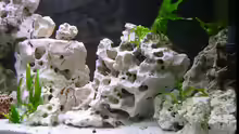 Dekoration im Aquarium Becken 359