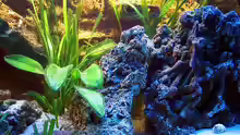 Dekoration im Aquarium Becken 3607