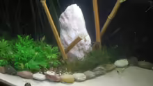 Dekoration im Aquarium Becken 3628