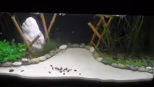 Dekoration im Aquarium Becken 3628