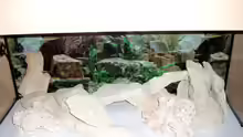 Dekoration im Aquarium Becken 3646