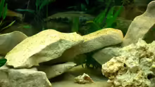 Dekoration im Aquarium Becken 3646
