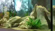 Dekoration im Aquarium Becken 3646