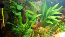 Dekoration im Aquarium Becken 3686