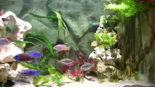 Dekoration im Aquarium Becken 3714