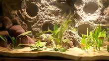 Dekoration im Aquarium Becken 3860