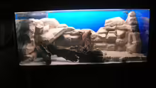 Dekoration im Aquarium Becken 3893