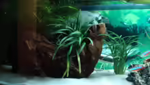 Dekoration im Aquarium Becken 3934