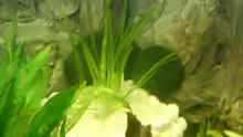 Dekoration im Aquarium Becken 3947