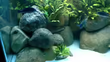 Dekoration im Aquarium Becken 412