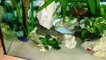 Dekoration im Aquarium Becken 4259