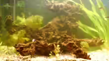 Dekoration im Aquarium Becken 4401