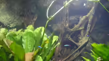 Dekoration im Aquarium Becken 4412