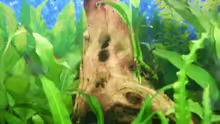 Dekoration im Aquarium Becken 4453