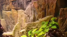 Dekoration im Aquarium Becken 4603