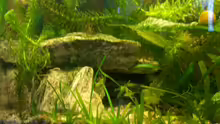 Dekoration im Aquarium Becken 4609