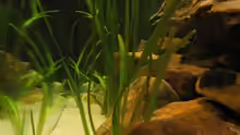 Dekoration im Aquarium Becken 4622