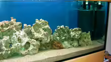 Dekoration im Aquarium Becken 491