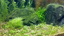 Dekoration im Aquarium Becken 5078