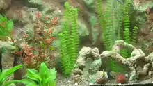 Dekoration im Aquarium Becken 511