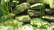 Dekoration im Aquarium Becken 511