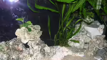Dekoration im Aquarium Becken 512