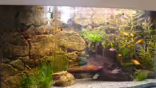 Dekoration im Aquarium Becken 5168