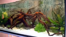Dekoration im Aquarium Becken 5654