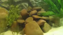 Dekoration im Aquarium Becken 5903