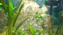Dekoration im Aquarium Becken 6318