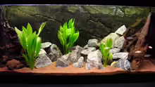 Dekoration im Aquarium Becken 6363