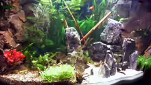 Dekoration im Aquarium Becken 6695