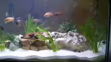 Dekoration im Aquarium Becken 67