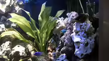 Dekoration im Aquarium Becken 679