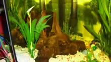 Dekoration im Aquarium Becken 6818
