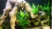 Dekoration im Aquarium Becken 6836
