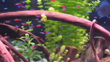 Dekoration im Aquarium Becken 6900