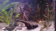 Dekoration im Aquarium Becken 7281